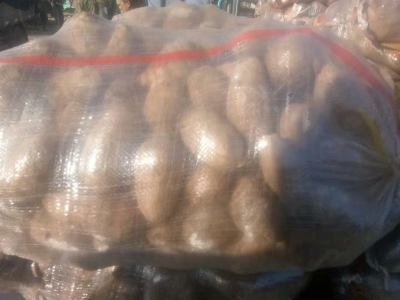 芋头大量供应中球大球统货