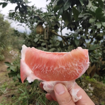红心柚