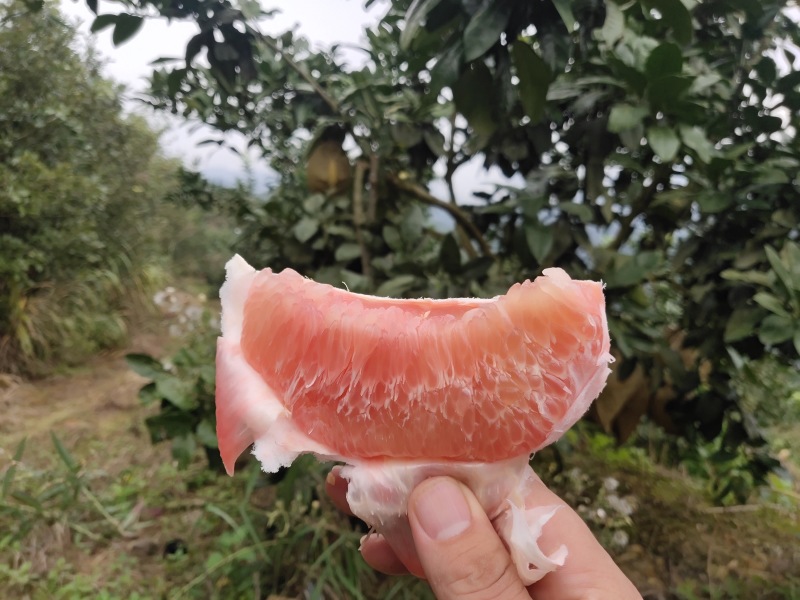 红心柚