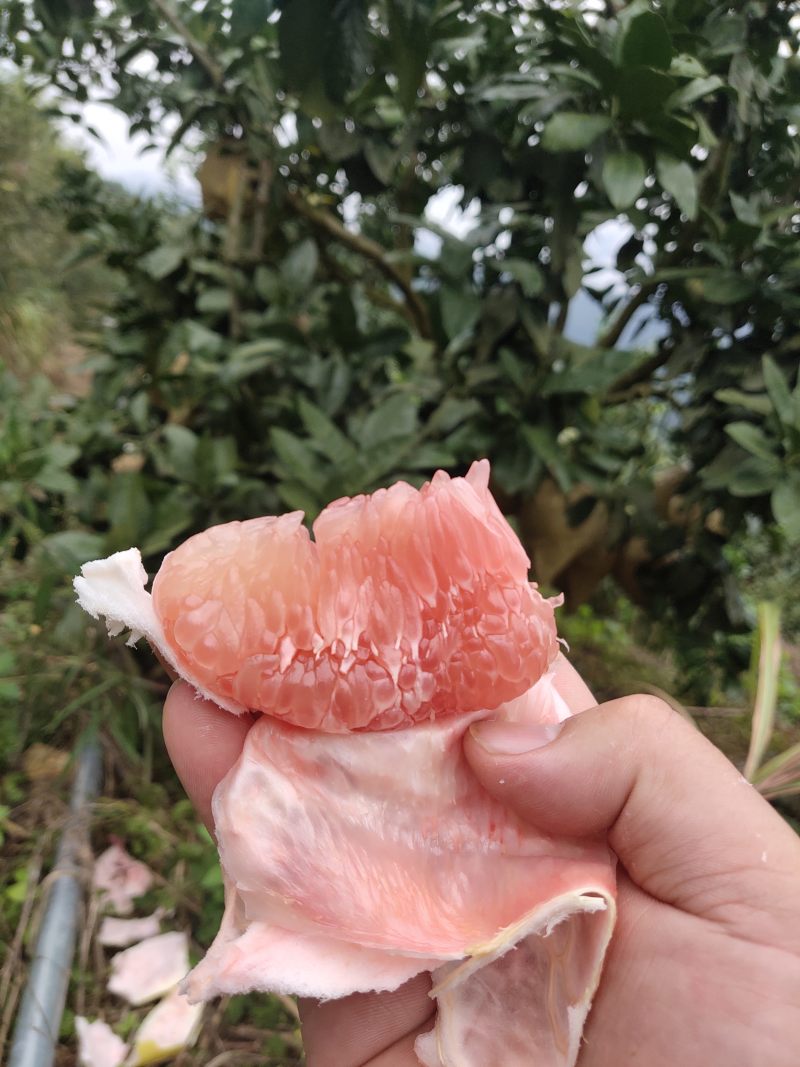 红心柚