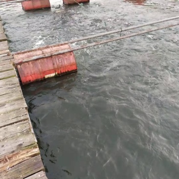 水库草鱼鲫鱼