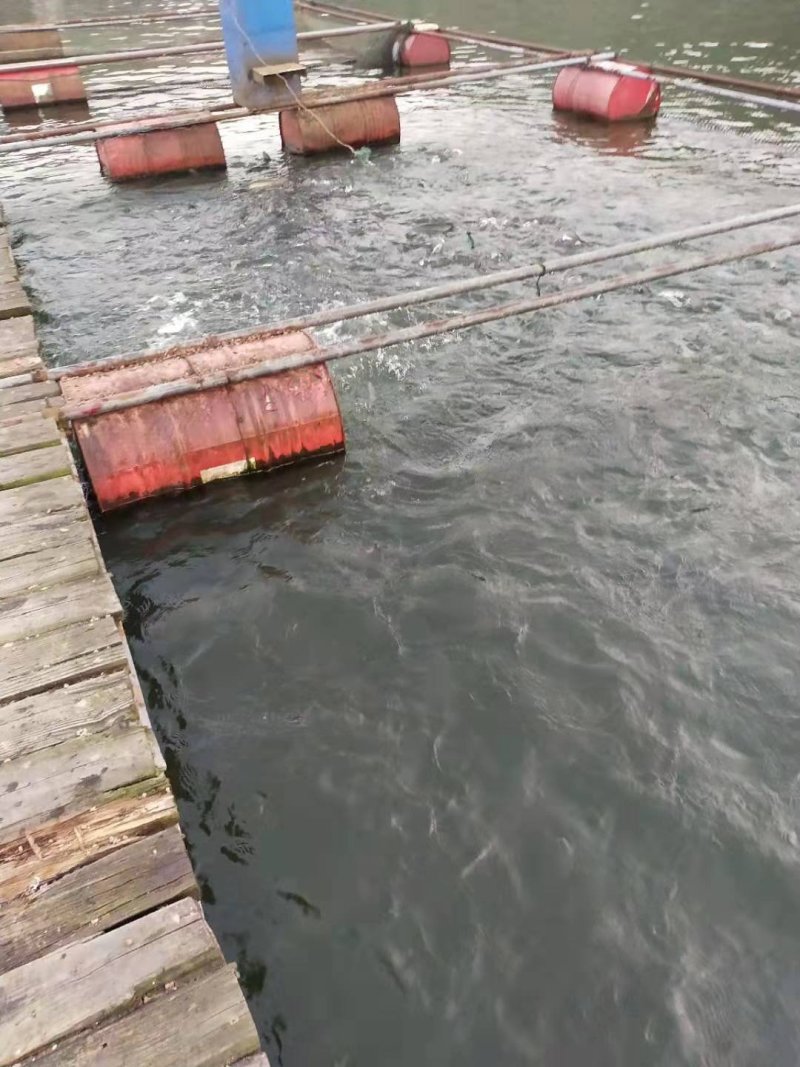 水库草鱼鲫鱼