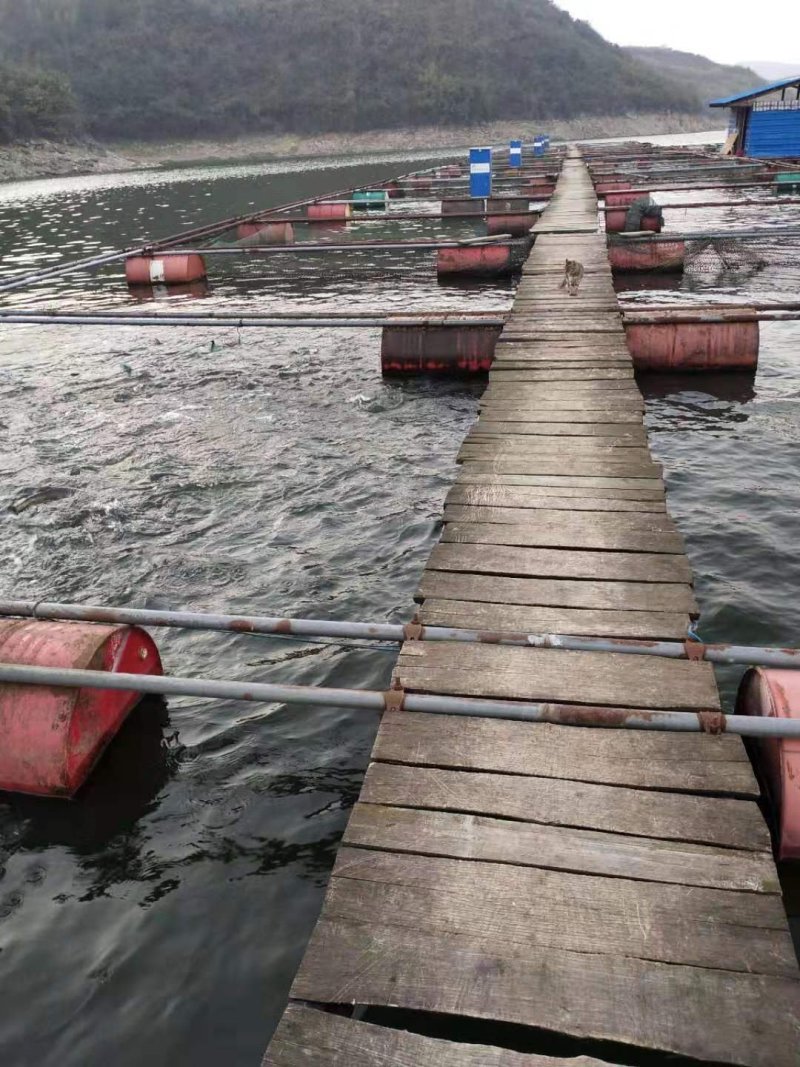 水库草鱼鲫鱼