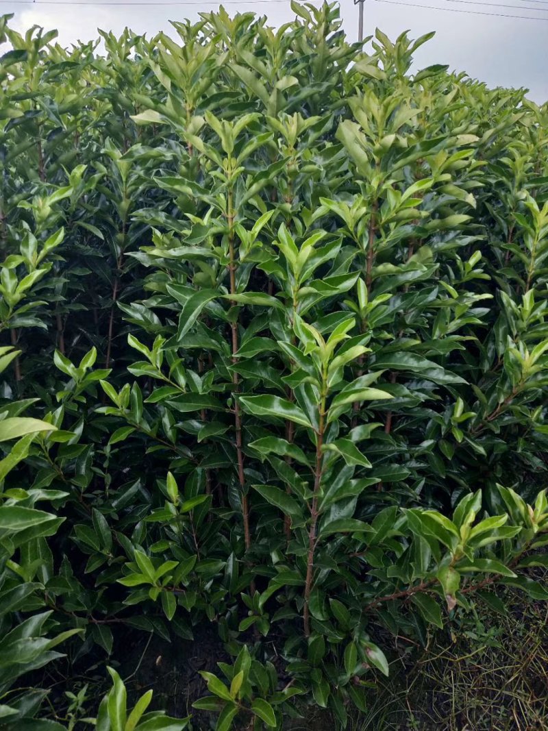 法国冬青（青珊瑚）绿化工程苗木包成活
