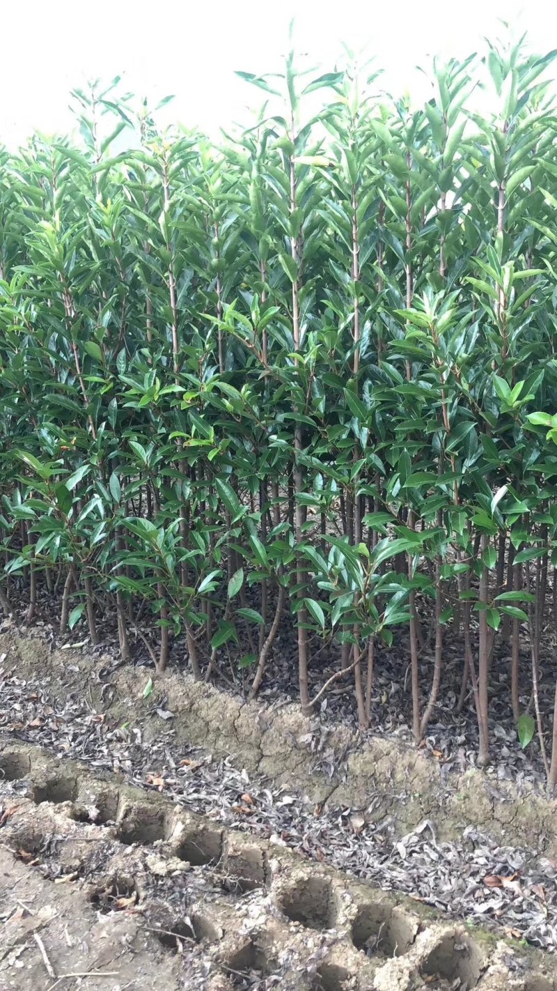 法国冬青（青珊瑚）绿化工程苗木包成活