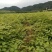 中药才种植基地乌龙头苗子，新种子刺嫩芽苗诚信经营