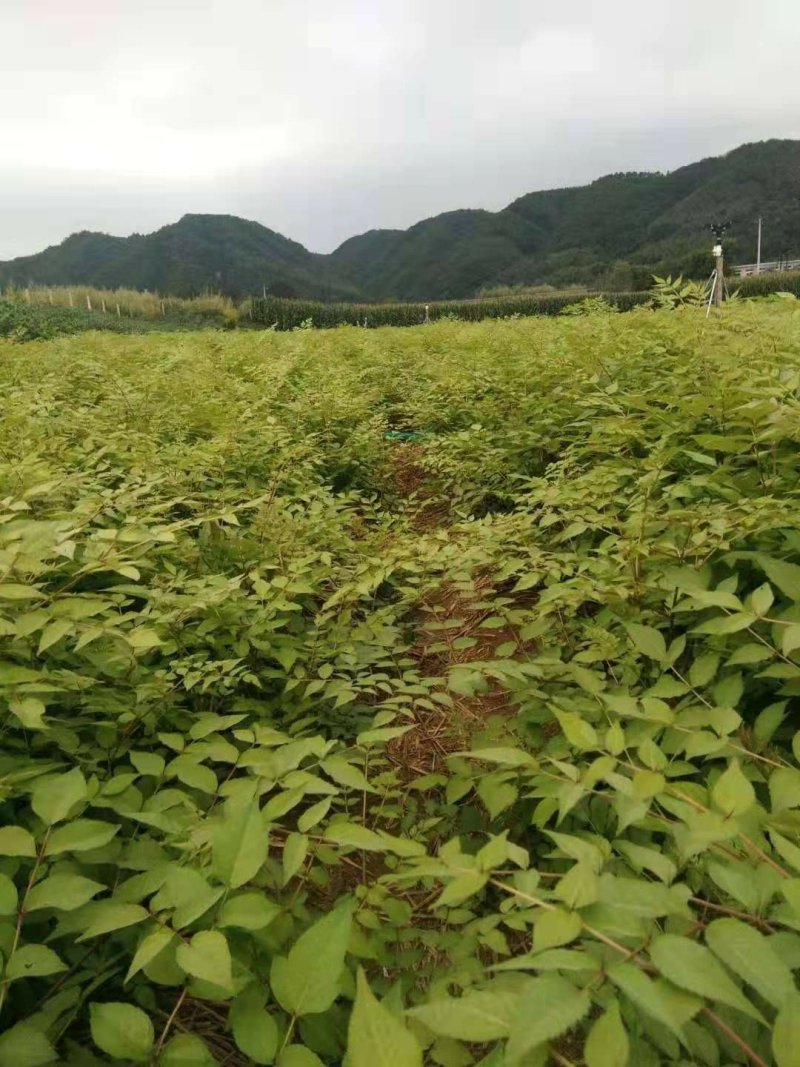 中药才种植基地乌龙头苗子，新种子刺嫩芽苗诚信经营