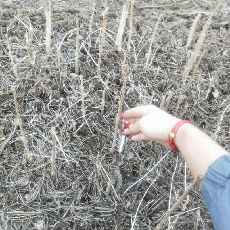 中药才种植基地乌龙头苗子，新种子刺嫩芽苗诚信经营