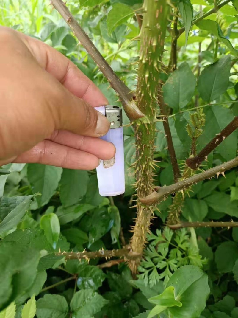 中药才种植基地乌龙头苗子，新种子刺嫩芽苗诚信经营