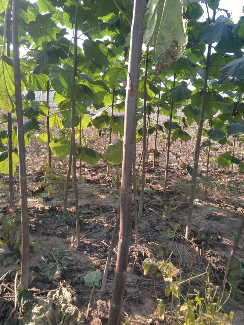 苗木基地