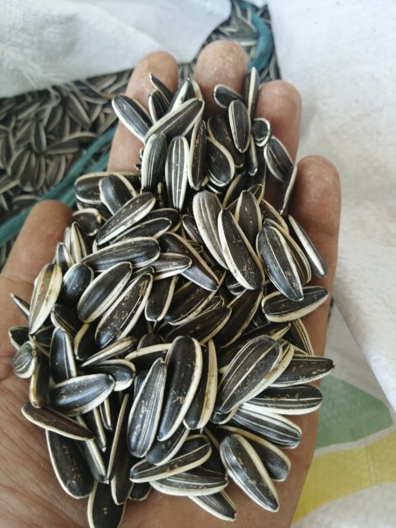 甘肃363葵花子原产地批发瓜子颗粒大皮薄肉多色选干净