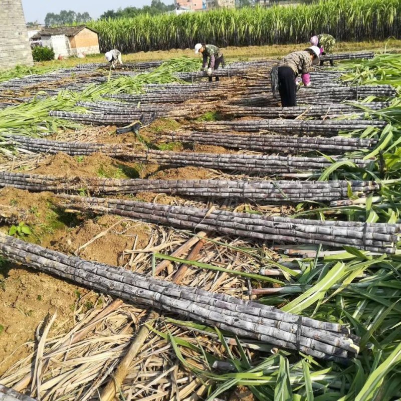 广西黑皮甘蔗产地直发质量保证口感清甜可提供免费回头车