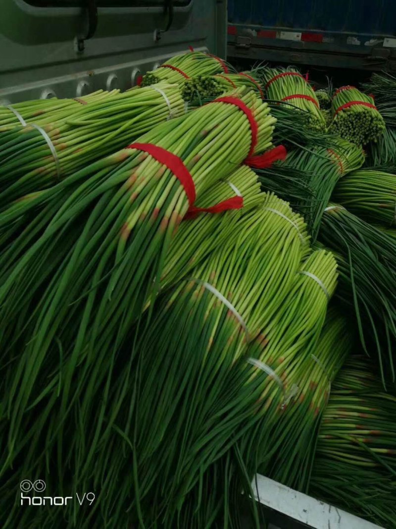 蒜苔鲜蒜苔精品红帽蒜薹电商蒜苔代存代储代加工