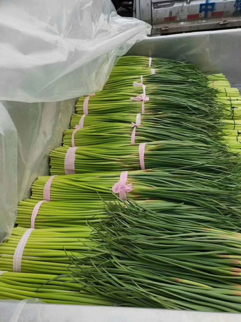 蒜苔鲜蒜苔精品红帽蒜薹电商蒜苔代存代储代加工