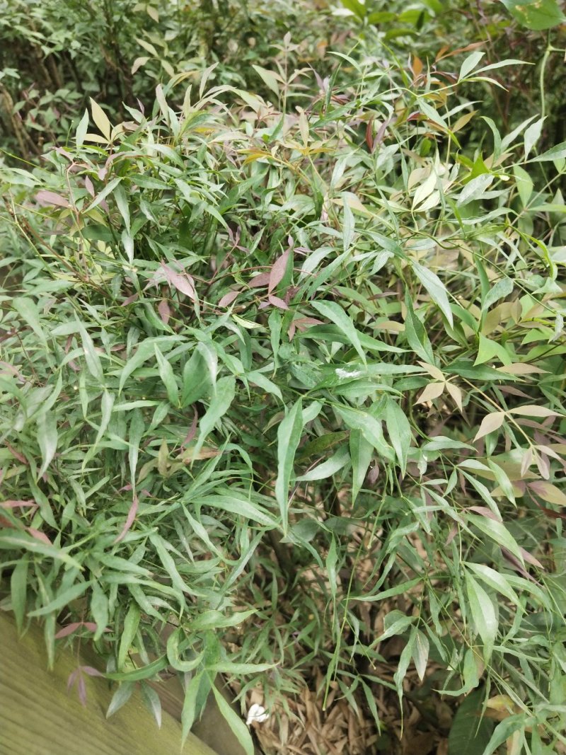 供应各种绿化工程苗木
