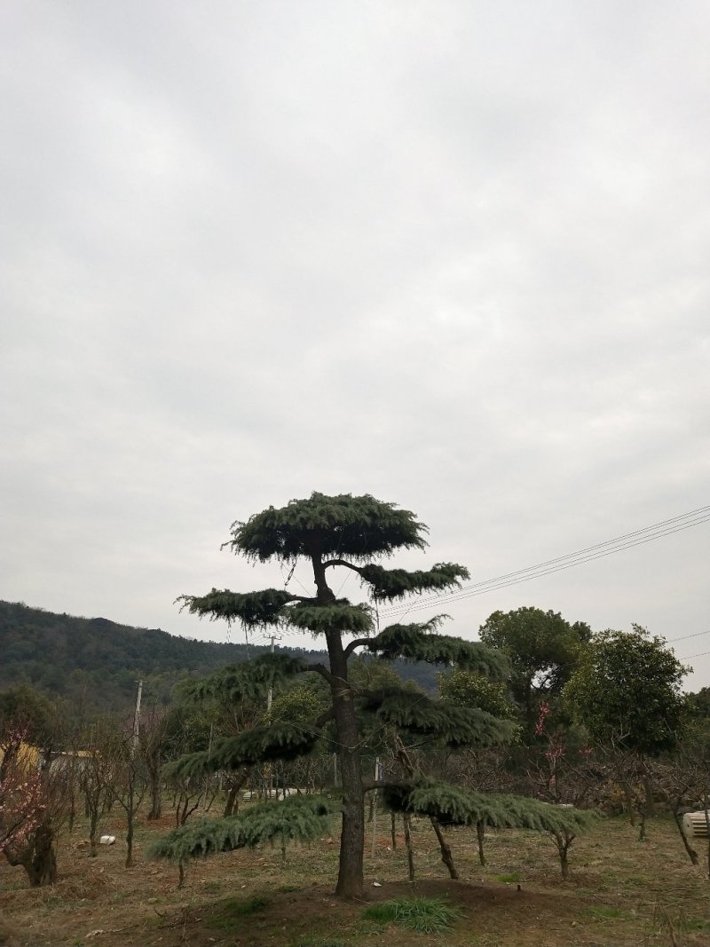 供应各种绿化工程苗木