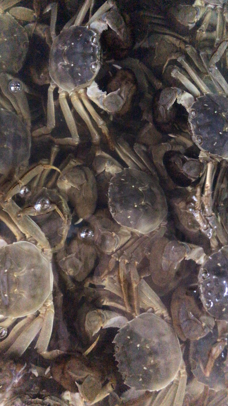 洪湖清水大闸蟹4.0公大闸蟹，肉质饱满蟹黄鲜美