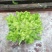 儿菜大量上市
