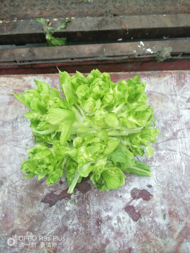 儿菜大量上市
