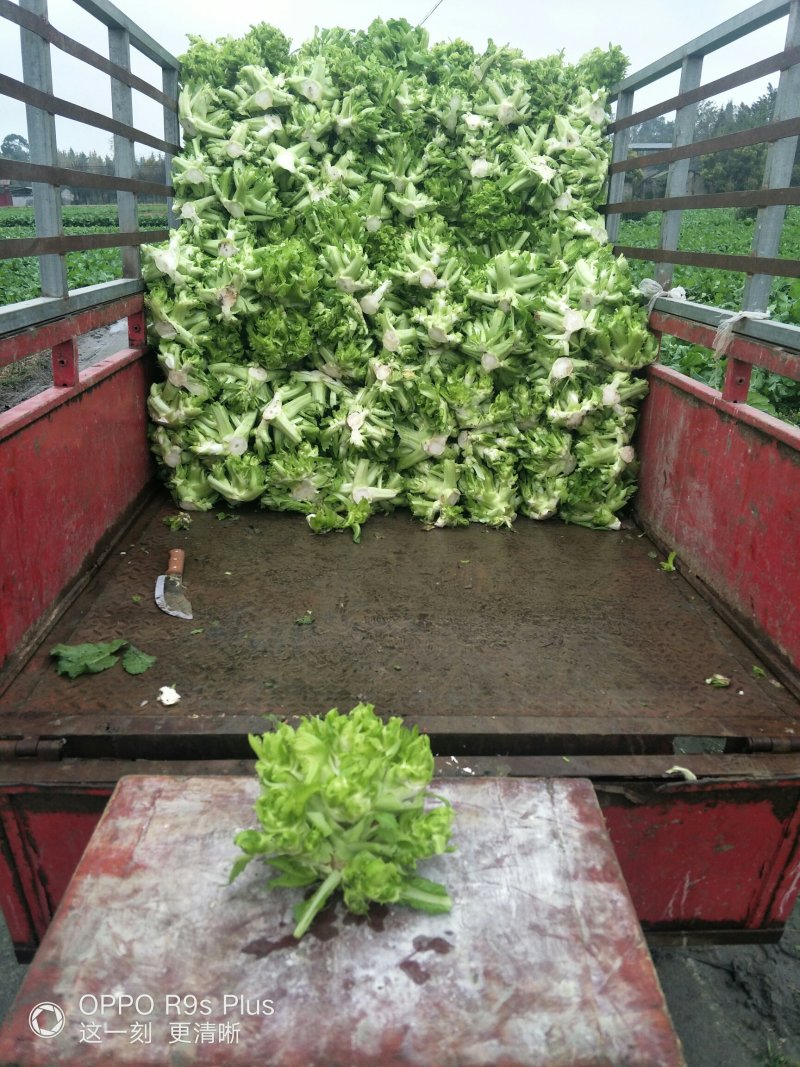 儿菜大量上市