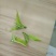 新鲜现采桑芽