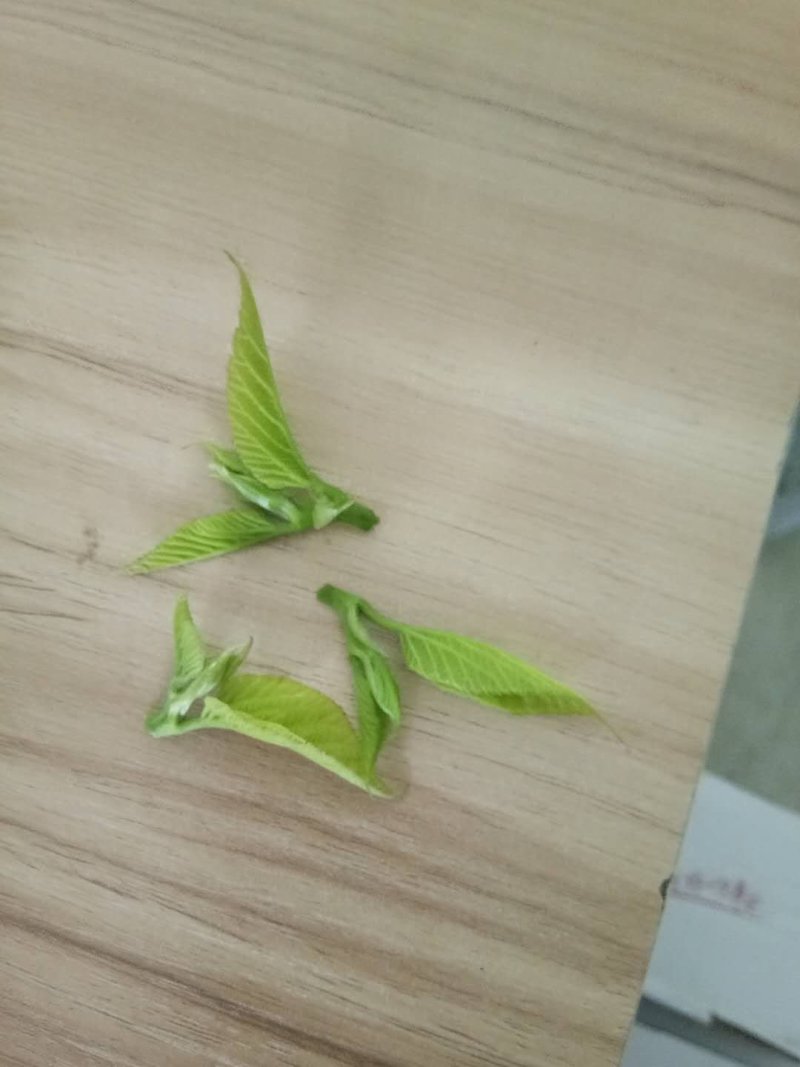 新鲜现采桑芽