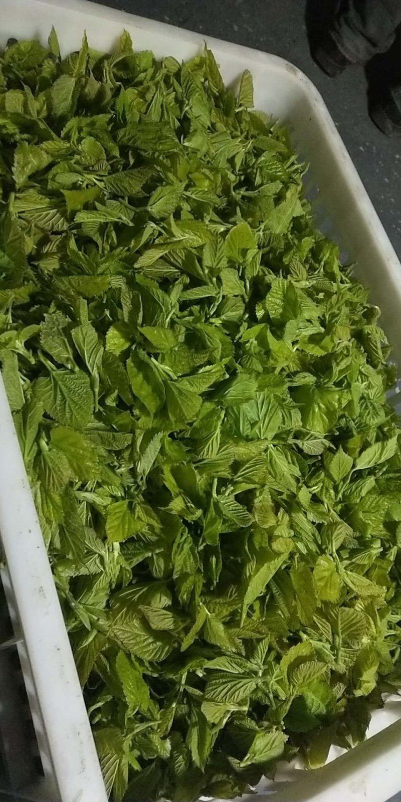 新鲜现采桑芽