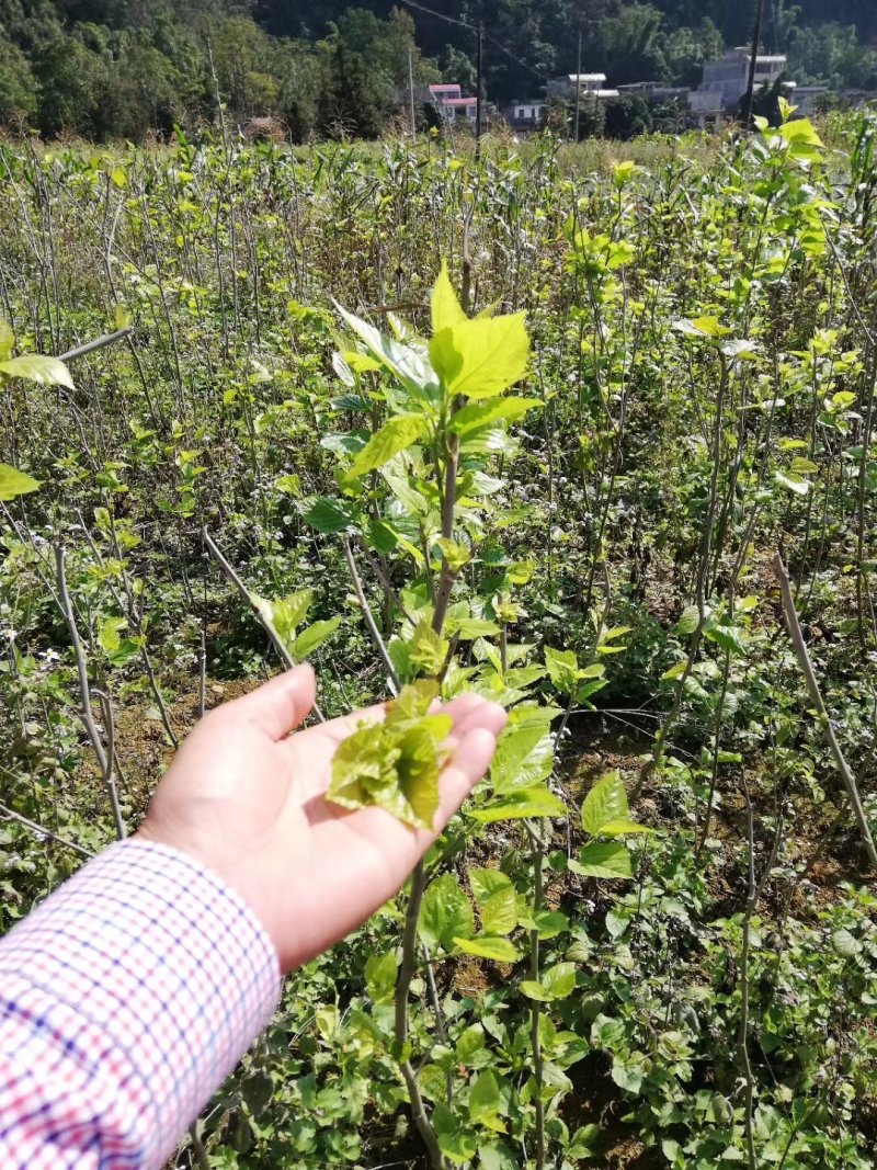 新鲜现采桑芽