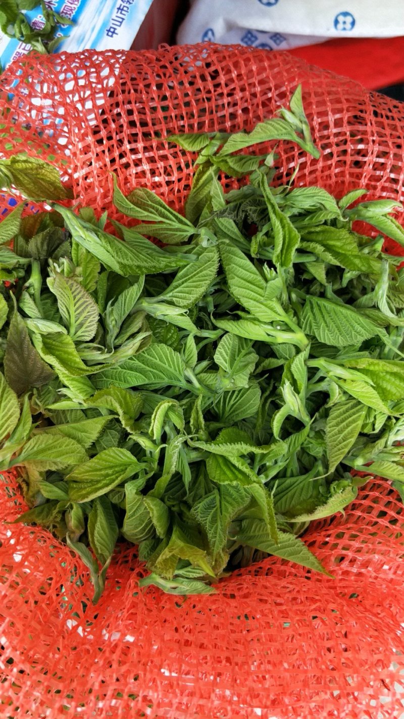 新鲜现采桑芽