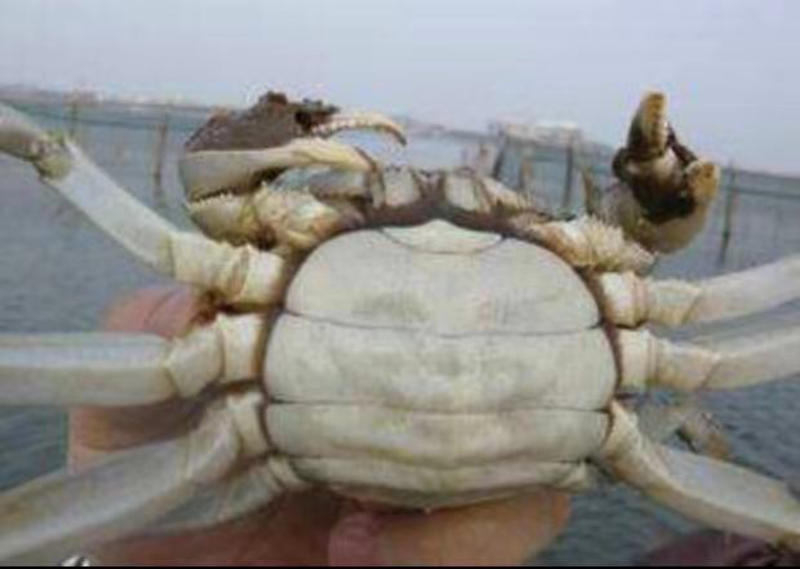 洪湖清水1.5母大闸蟹，肉质饱满，蟹黄鲜美