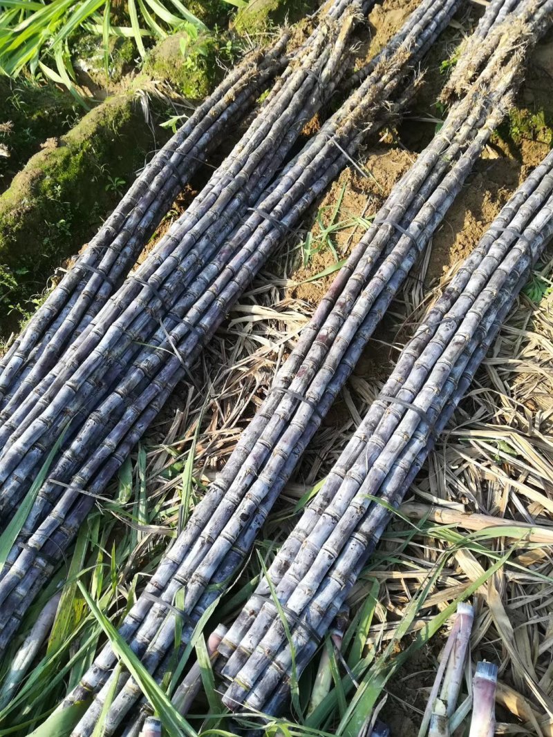 广西黑皮甘蔗产地直发质量保证口感清甜可提供免费回头车