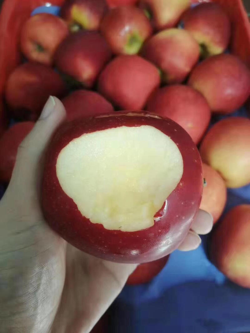 新西兰红玫瑰苹果进口苹果进口水果批发直发