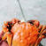 洪湖大闸蟹2.8母大闸蟹，清水大闸蟹，肉质鲜甜包活
