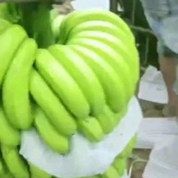 🔥🔥🔥长年供应，精品云南广西香蕉大量批发