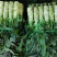 湖北红叶莴笋大量上市！！！