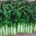 湖北红叶莴笋大量上市！！！