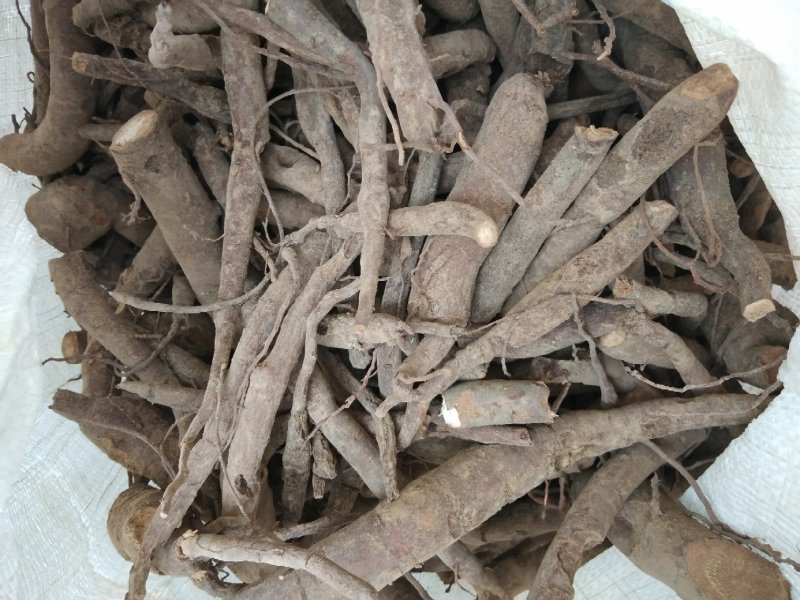 芍药根鲜根马上大量出售欢迎订购