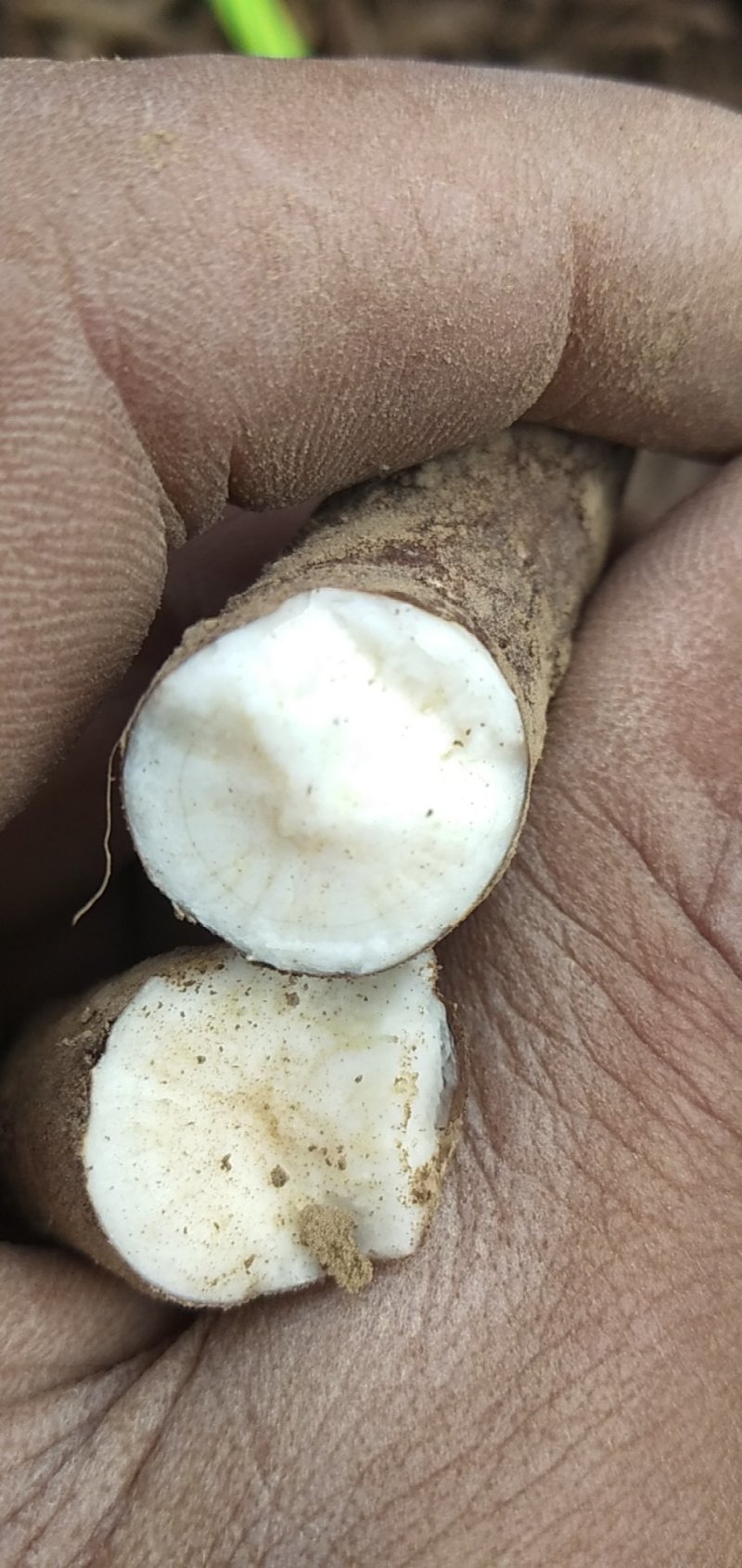 芍药根鲜根马上大量出售欢迎订购