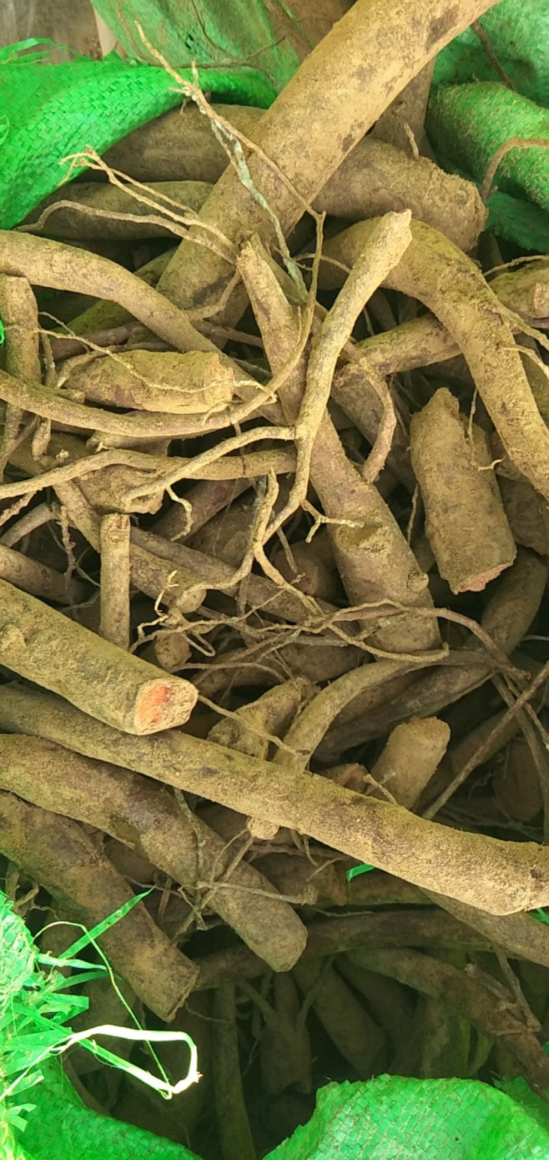 芍药根鲜根马上大量出售欢迎订购