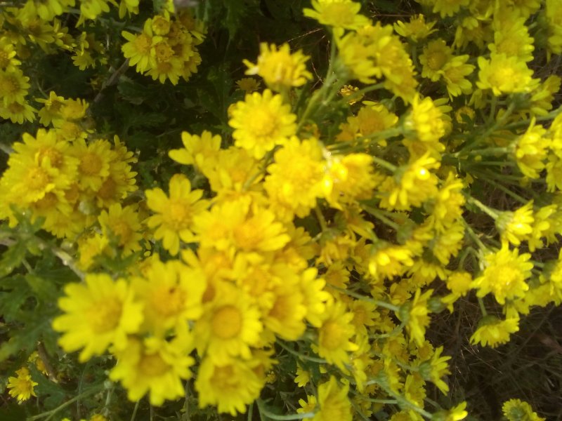 野菊花