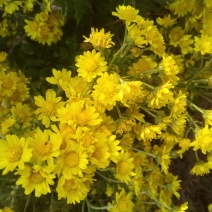 野菊花
