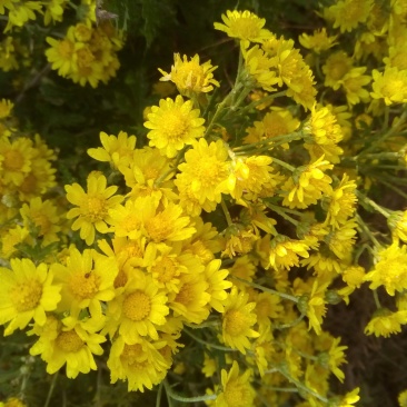野菊花