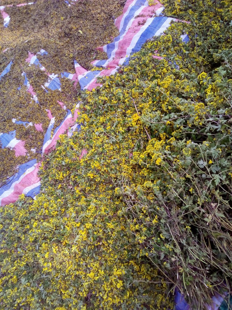 野菊花