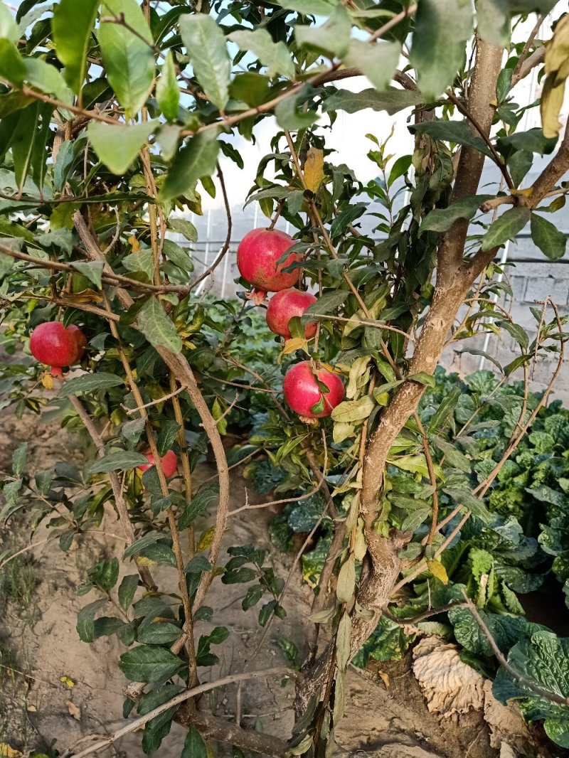石榴苗，软籽石榴苗泰山红等品种树自家种植量大从优