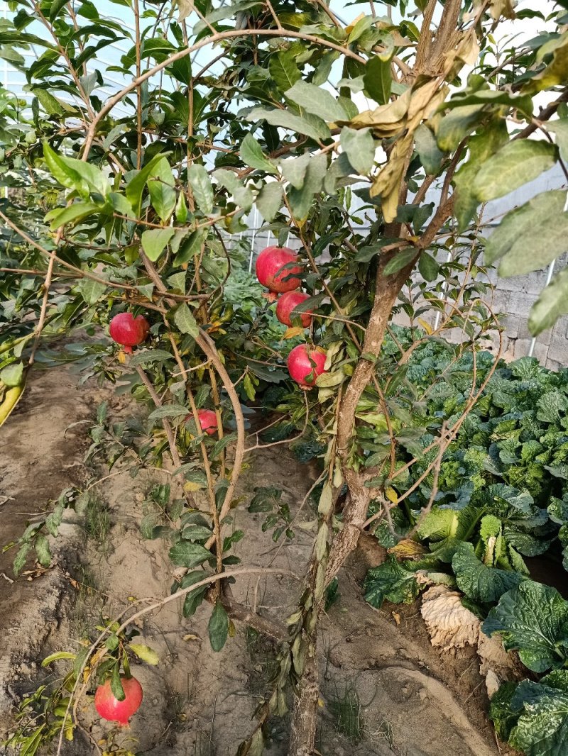 石榴苗，软籽石榴苗泰山红等品种树自家种植量大从优