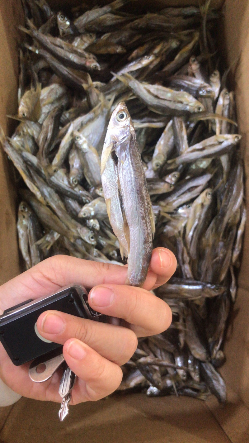 小白条刁子鱼蓝刀鱼小餐鱼咸鱼干