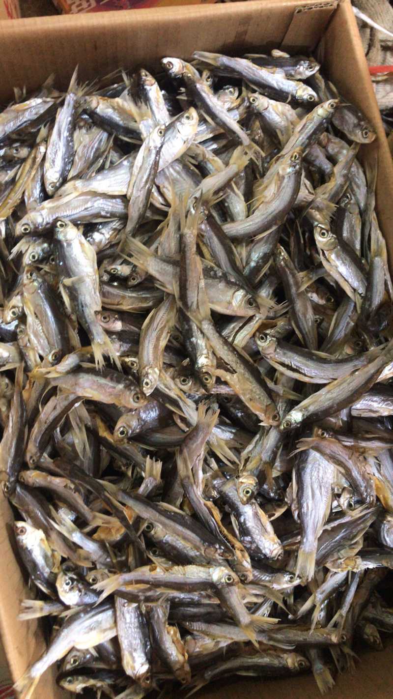 小白条刁子鱼蓝刀鱼小餐鱼咸鱼干