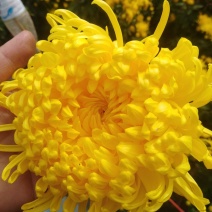 金丝皇菊