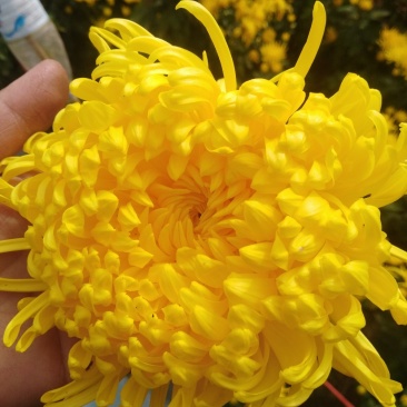 金丝皇菊