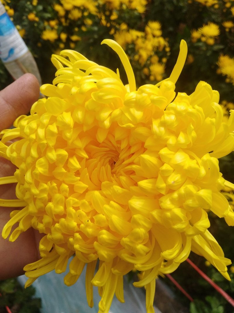 金丝皇菊